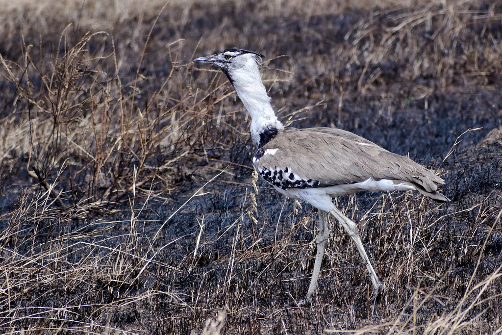 Central Serengeti